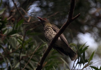 IMG_1181a.jpg